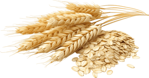 Synadentix Ingredients 3